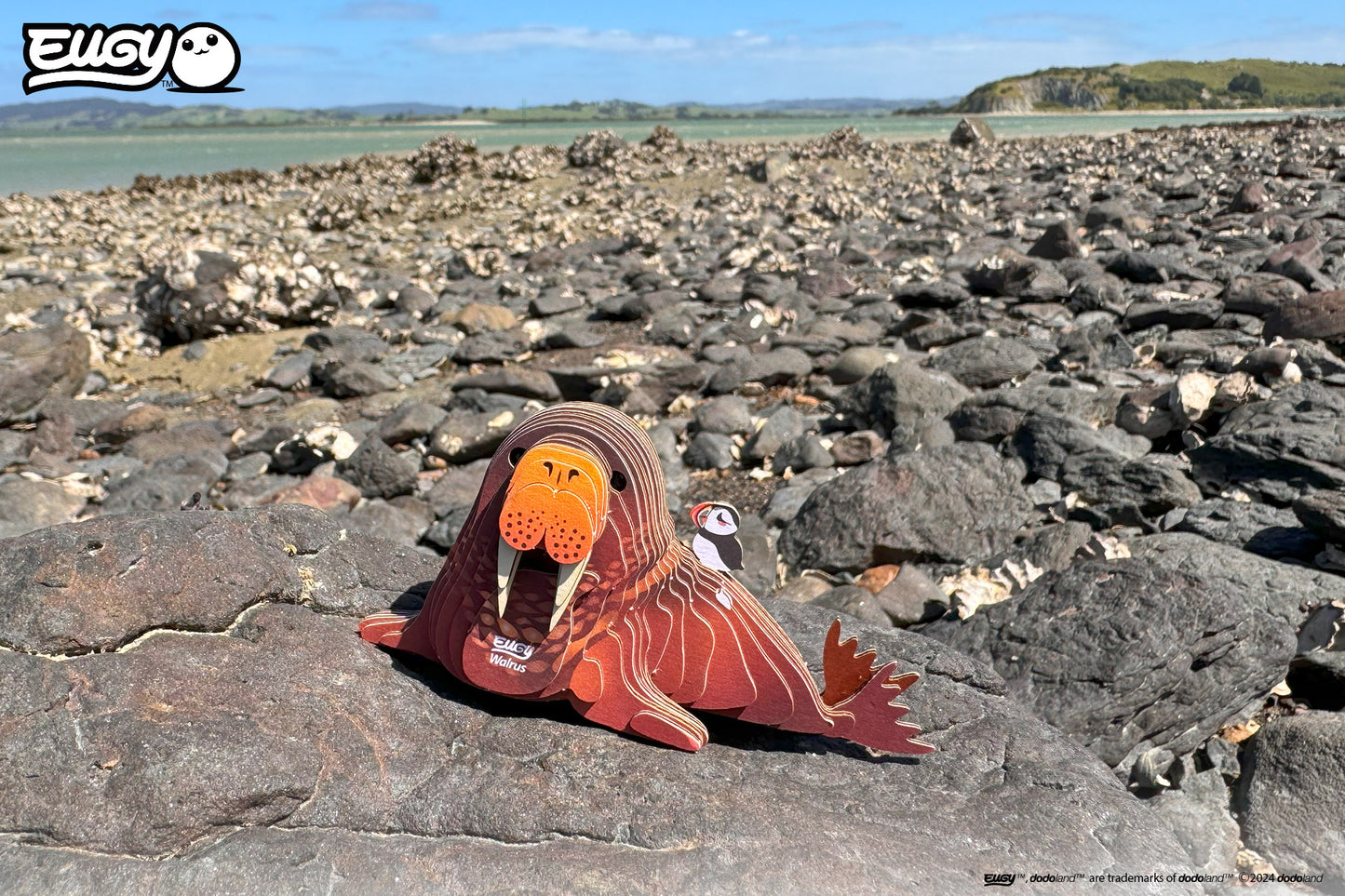 Walrus