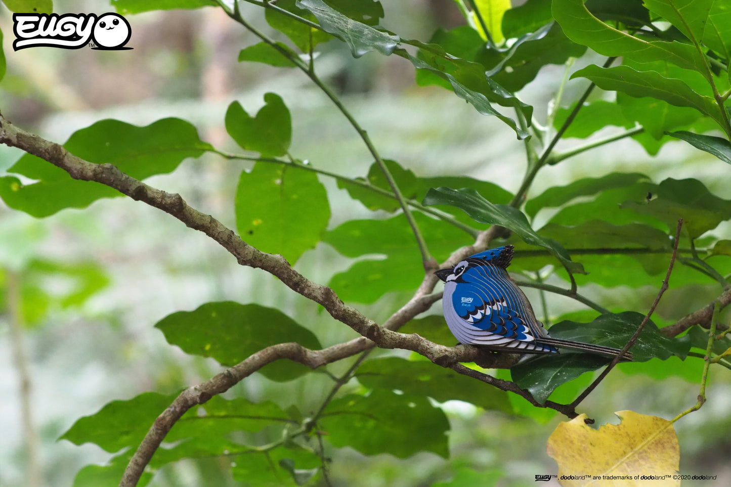 Blue Jay