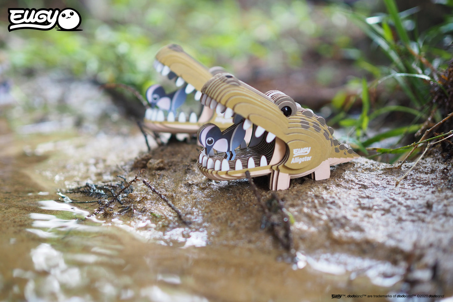 Alligator