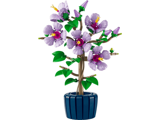 Hibiscus